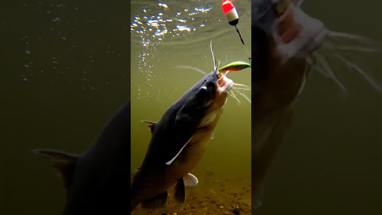 🔥 Crazy Fish Bite Bait 127 2K - You Won't Believe This! ✨