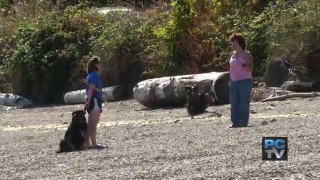 Pierce County News 7/30/15