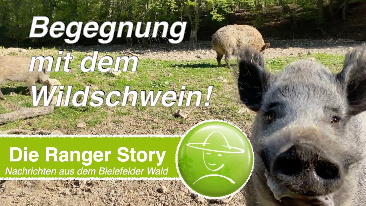Begegnung mit dem Wildschwein!