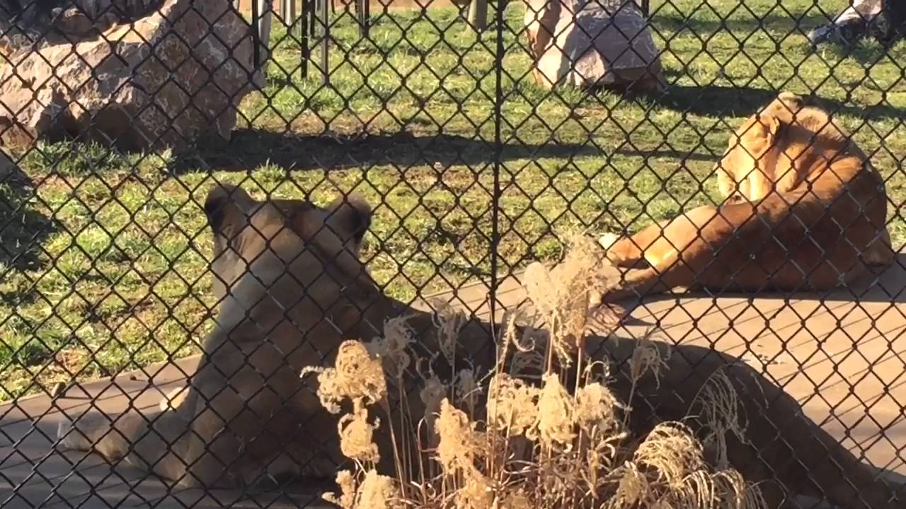 Knoxville Zoo - Winter 2016