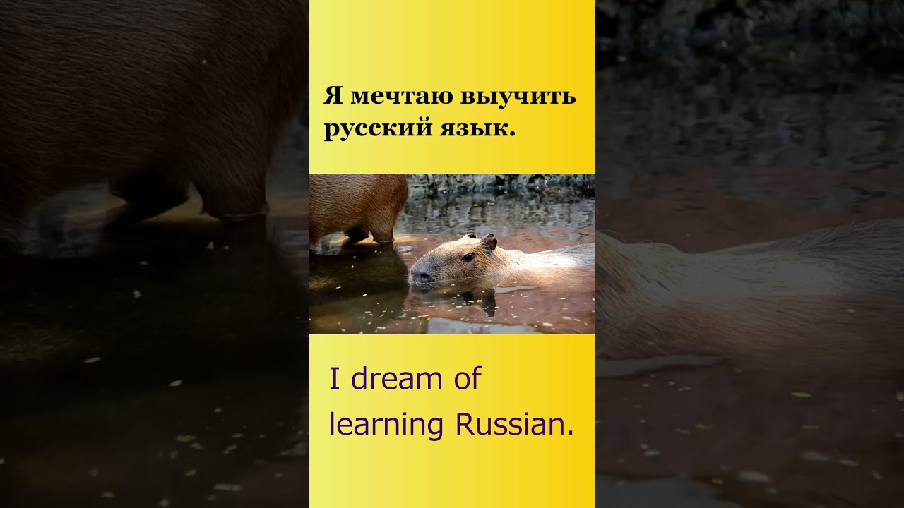 Russian lesson 12 [I am Capybara] #russiantutor #learnrussianwords #learningrussian