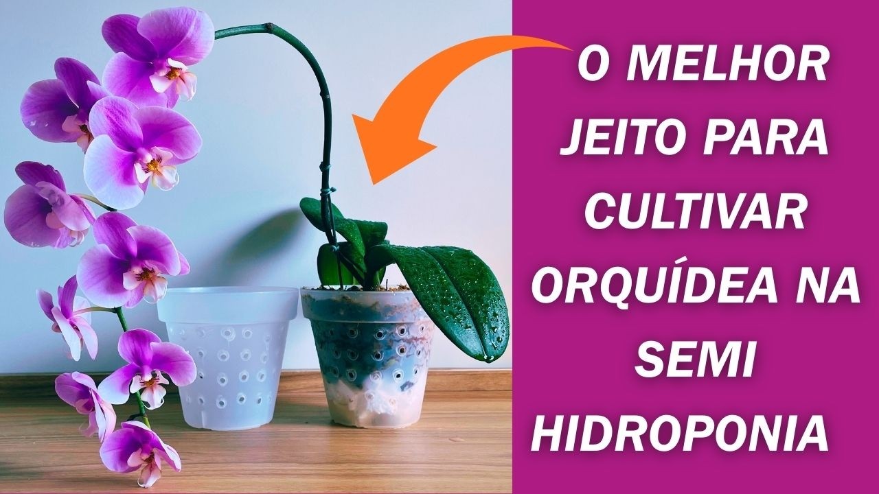 ORQUIDEA EM VASO TRANSPARENTE O MELHOR JEITO PARA ACERTAR NO CULTIVO EM SEMI-HIDROPONIA JD Orquídeas