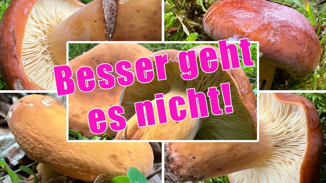 Den besten Speisepilz sammeln | Milchbr&auml;tlinge im Pilzjahr 2025 | Millibr&auml;tling, Birnenr&ouml;stling