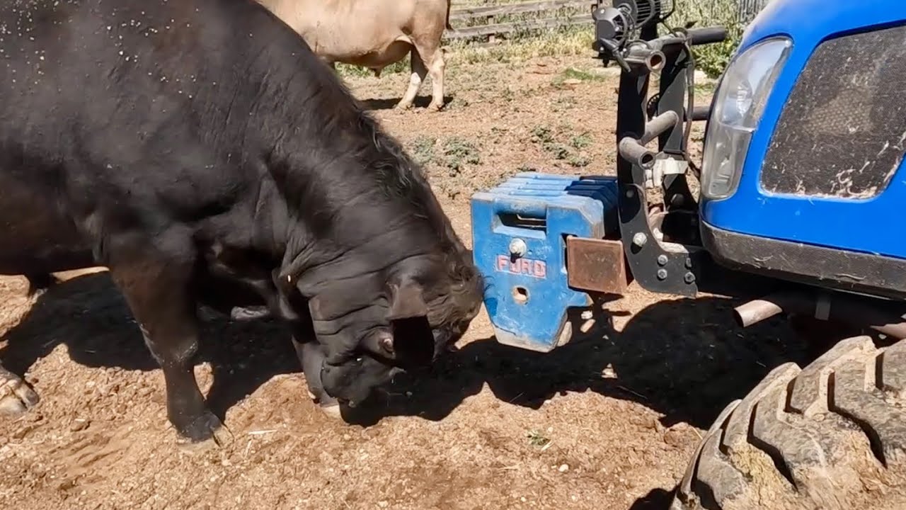 The Bulls Seem Bored