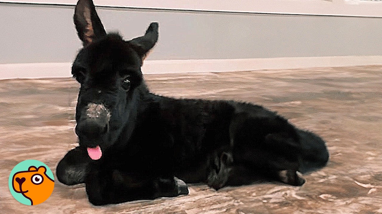 House Donkey Sleeps Next To Man And Asks For Bottle Time | Cuddle Buddies