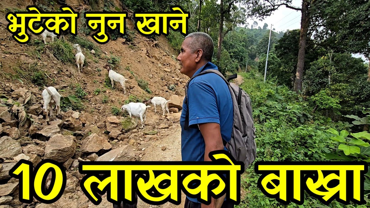 भुटेको नुन खुवाएर जङ्गलमा बाख्रा पाल्ने पाख्रीन काका,महिनाकै यतिधेरै आम्दानी, jungle goat farming