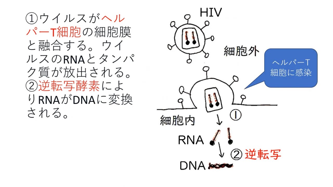 HIV（ヒト免疫不全ウイルス）　高校生物基礎発展