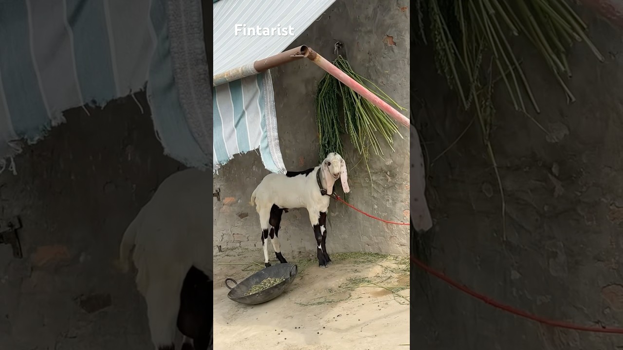 Goat on the way #goat #goatfarming #goatfarminginpakistan