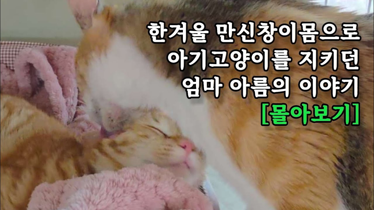 어느날 갑자기 나타난 고양이.임신과 출산 아기까지 기적적인 감동의 8개월 여정 몰아보기!!