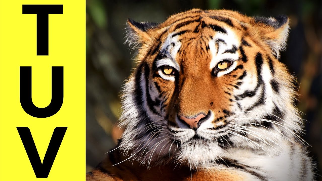Animals Starting with T & U & V - Learn Animal Words That Start With Letters T, U, and V