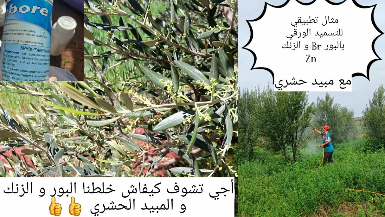 مثال تطبيقي و عملي للرش بالبور و الزنك و مبيد حشري للزيتون