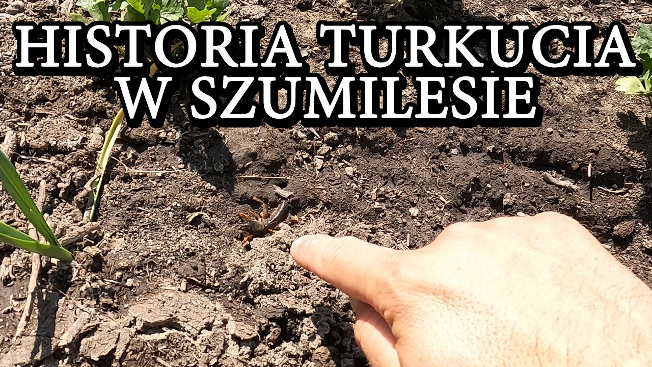 Turkuć podjadek i jego historia w Szumilesie