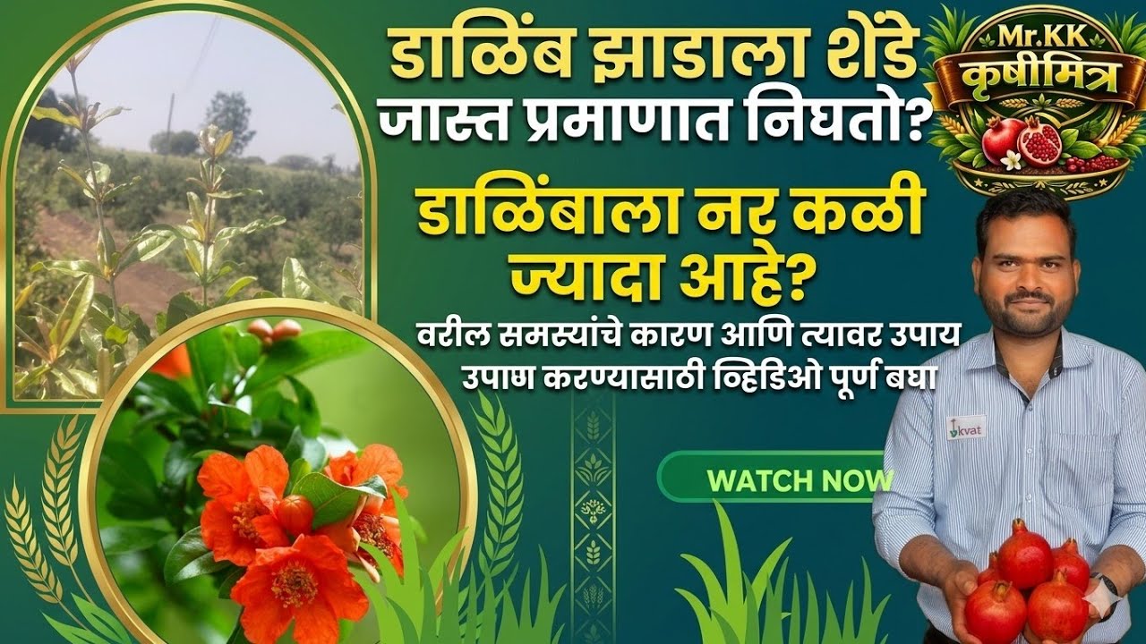 डाळिंब ला शेंडा जादा निघतो| डाळिंब नरकळी जादा निघते|याचे कारणे व100% प्रभावी उपाय काय ?व्हिडिओ बघा
