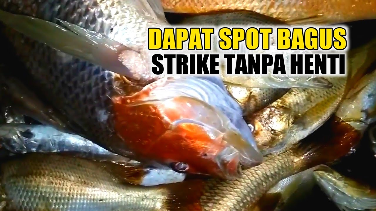 Ternyata spot ini banyak ikan jenaha kakap tompel