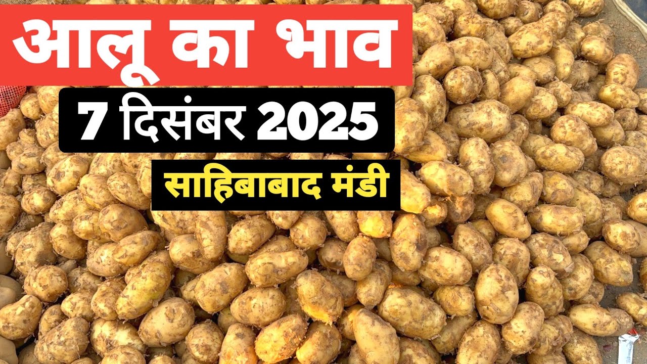 7 December 2025 🥔आलू का भाव साहिबाबाद मंडी | toady potato rates #aalu #aalubhav #potato #delhimandi
