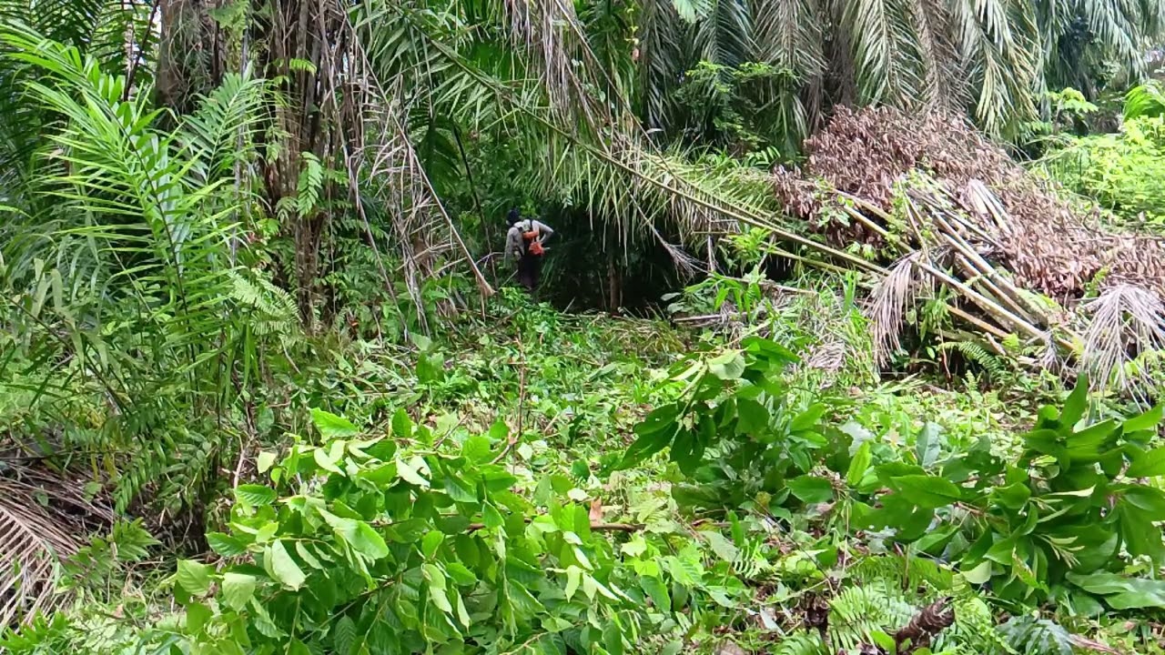 Babat semak anakan kayu dan pelepah sawit tumbang dengan mesin rumput