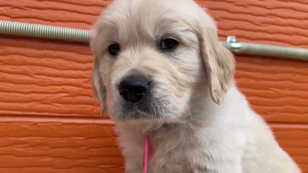 マギーの子犬２番君