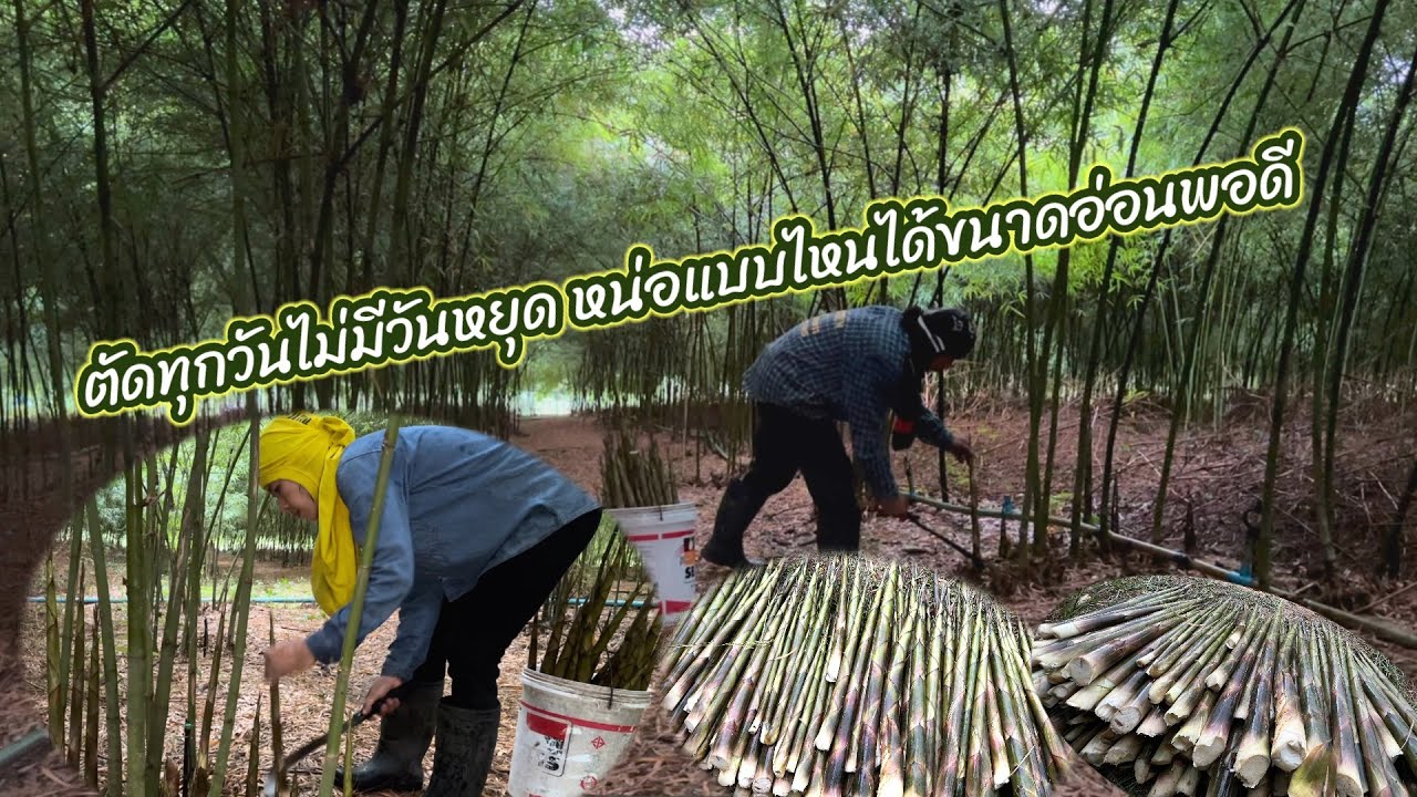 ตัดหน่ออ่อนสั้นใหญ่หรือใหญ่ยาวเพื่อชาวเกษตรไม่หลงทางเคล็ดลับดี #สวนไผ่เลี้ยงหวาน