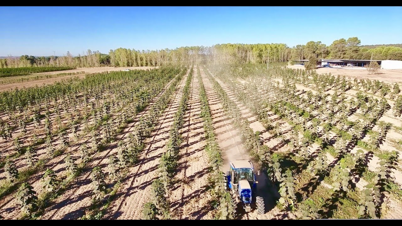 Kiri tree (Paulownia) plantation in Spain by WeGrow (new version with tracking)