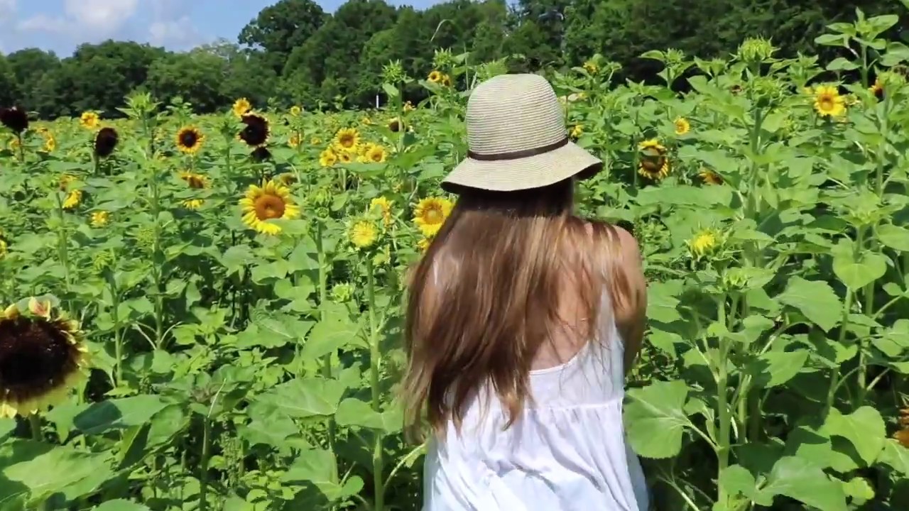 Visiting a huge sunflower farm