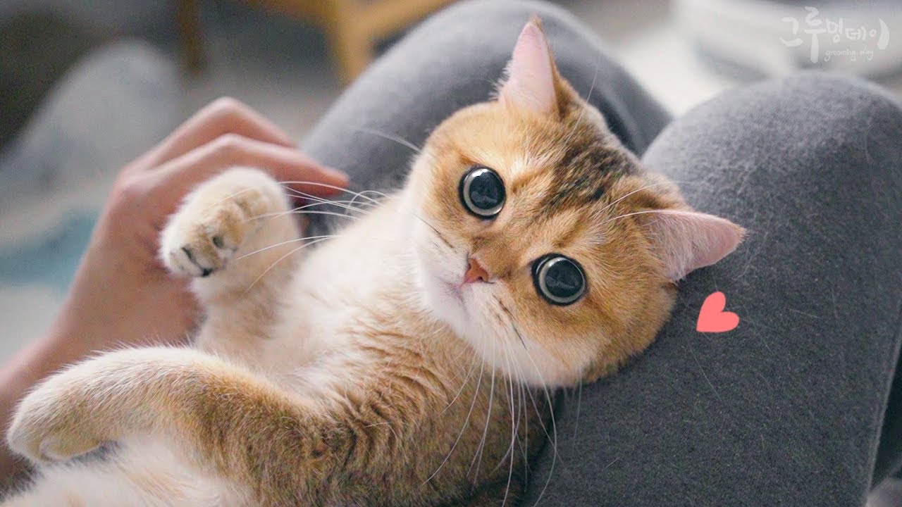 동글동글 고양이 케어 하는 날!