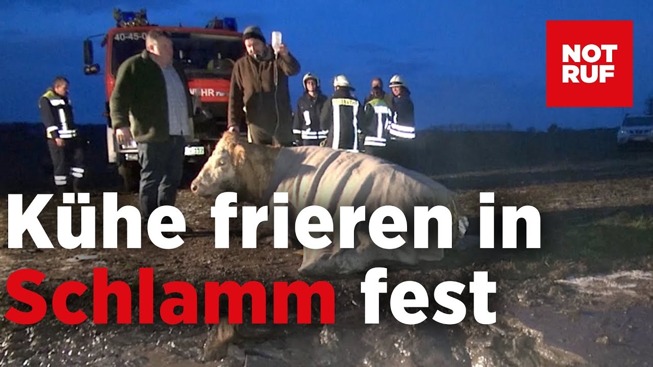 Feuerwehr holt Kuh vom Eis – Rettungsaktion auf Acker