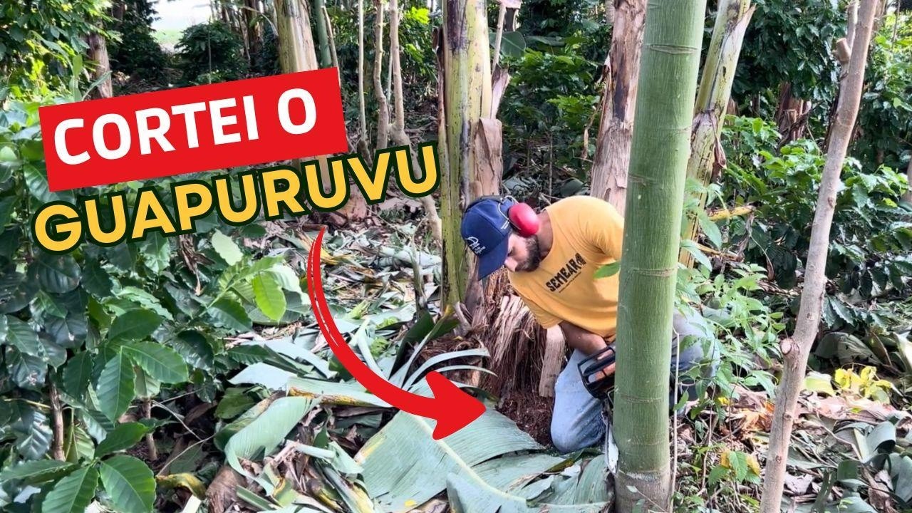 Como Fazemos o MANEJO AGROFLORESTAL na Prática (PODA e Organização do Sistema)
