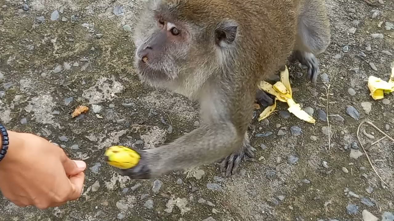 pregnant monkey yess baby monkey