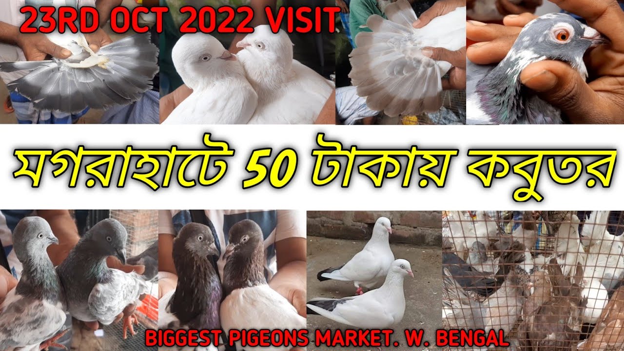 মগরাহাটে 50 টাকায় কবুতর | Recent Week Exotic Pigeons Price Update | Magrahat Biggest Pigeons Market