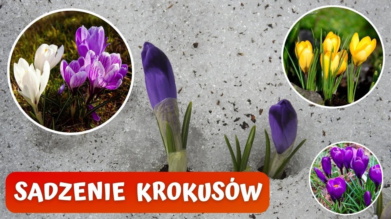 Jak sadzić i pielęgnować krokusy na trawniku i nie tylko? Sadzarka do cebul. 🌷🌷🌷