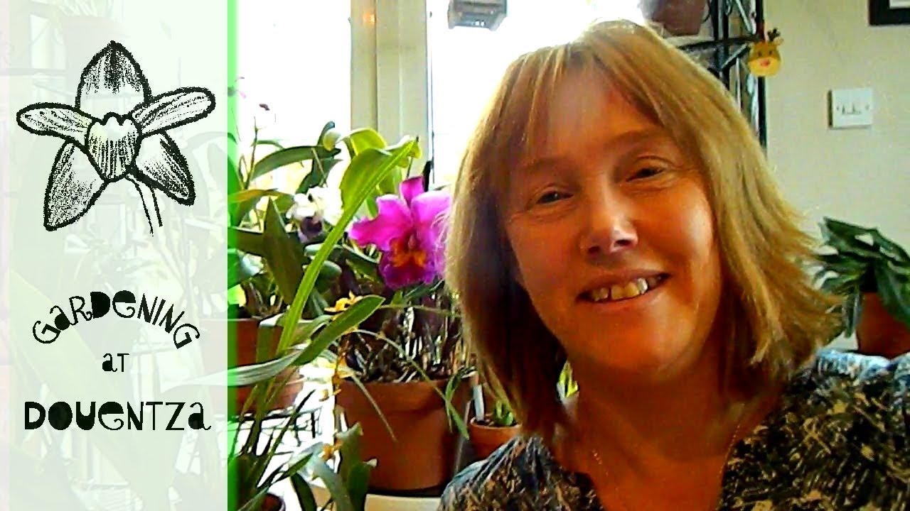 Complete Oncidium Update