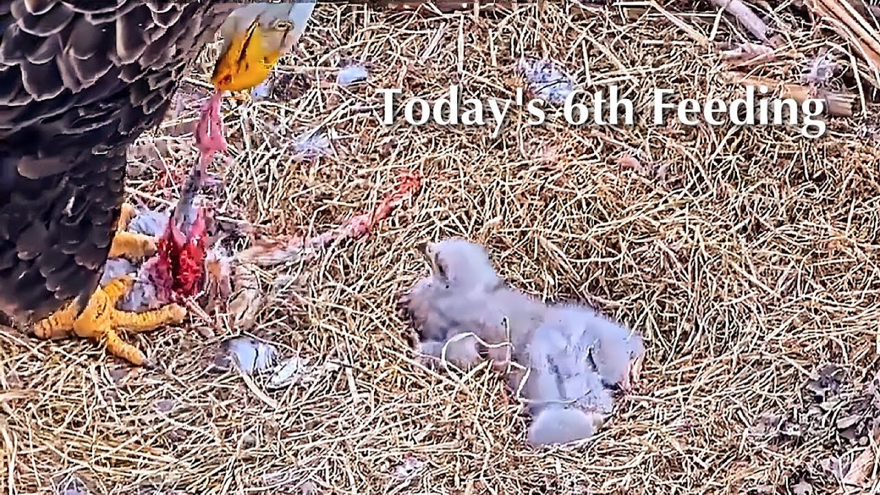 #56🦅BC28🐥6° & BC29🐥4°／Bluff City Bald Eagle Nest 2026／Frances💗Franklin ／ETSU/BTES Eagle Cameras