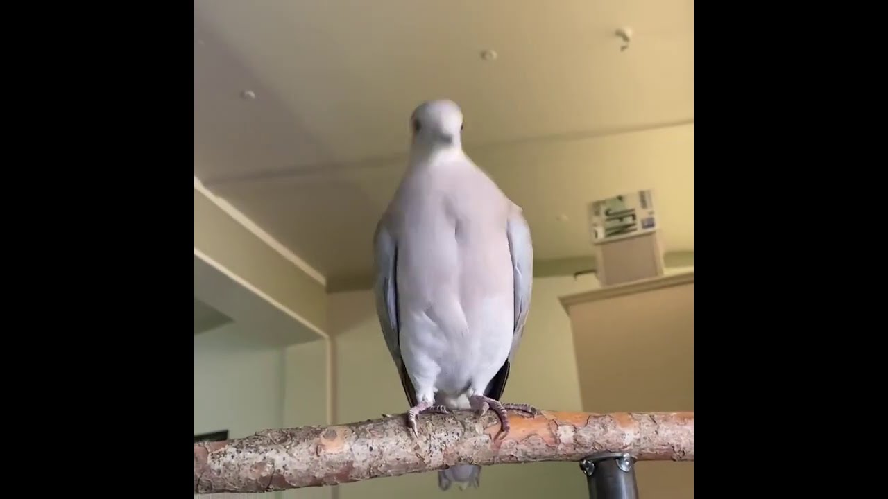 Corona FINALLY does a bow and coo! 3 month old Eurasian Collared Dove