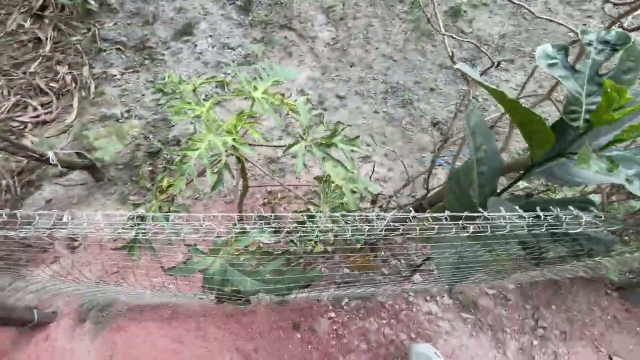 নিজে চাষ করি, কেমিক্যাল মুক্ত বিষমুক্ত শাক-সবজি খাই। 🥕🥦🫣🫣
