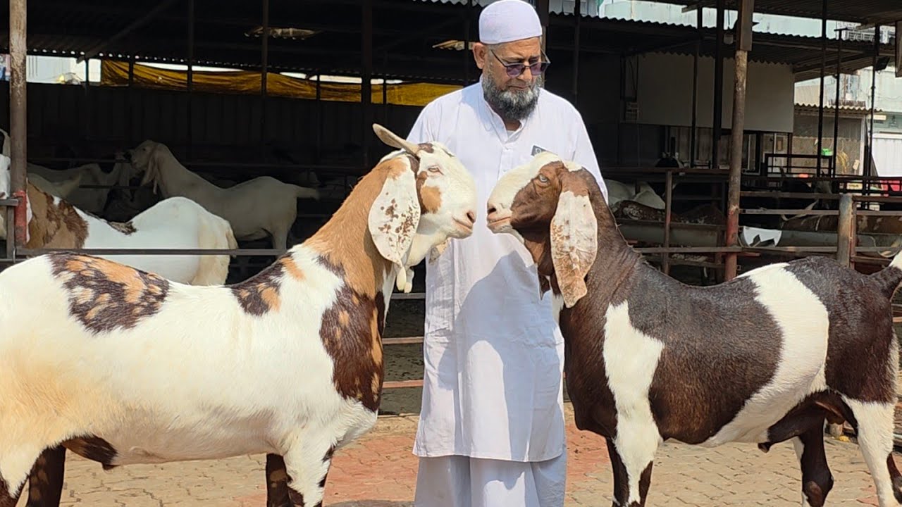 The Legend Goats Collection 140 Kg Plus Wale Bakre In Eid At Noorani Goat Farm Surat Gujarat. 