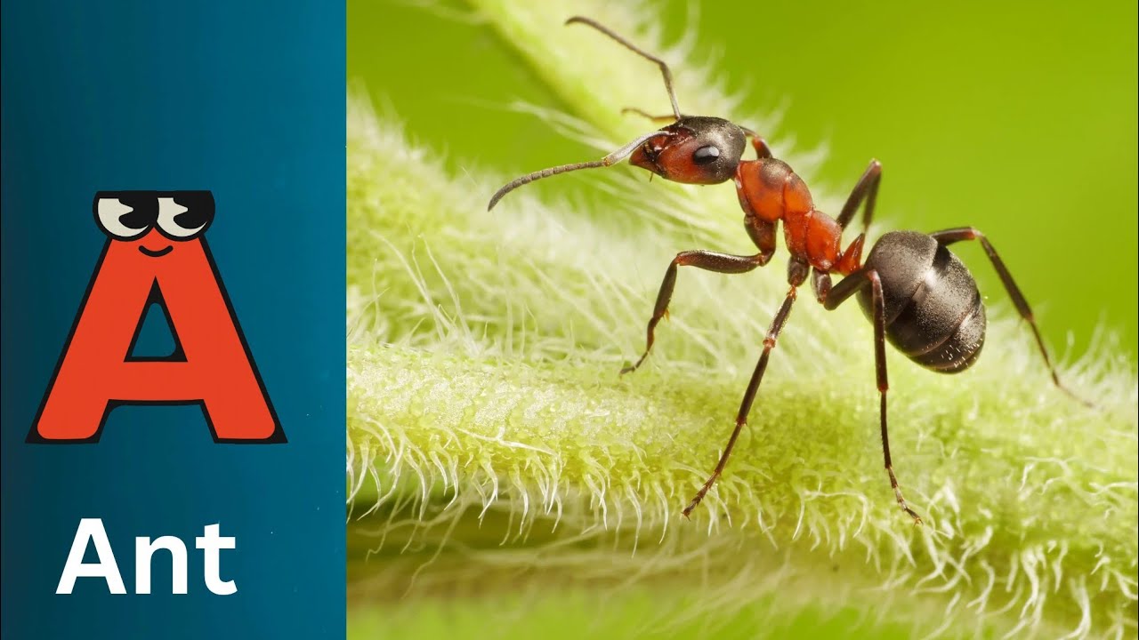 Abc Insect Song | A to Z Insects Song | Insects Alphabet song | Phonics for