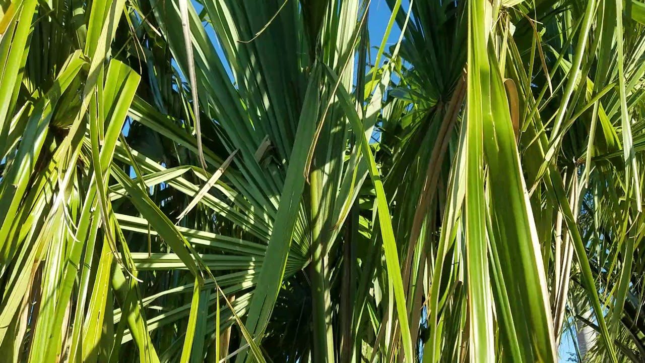 Saba mauritiformis - A Tropical Sabal From Mexico and The Caribbean.