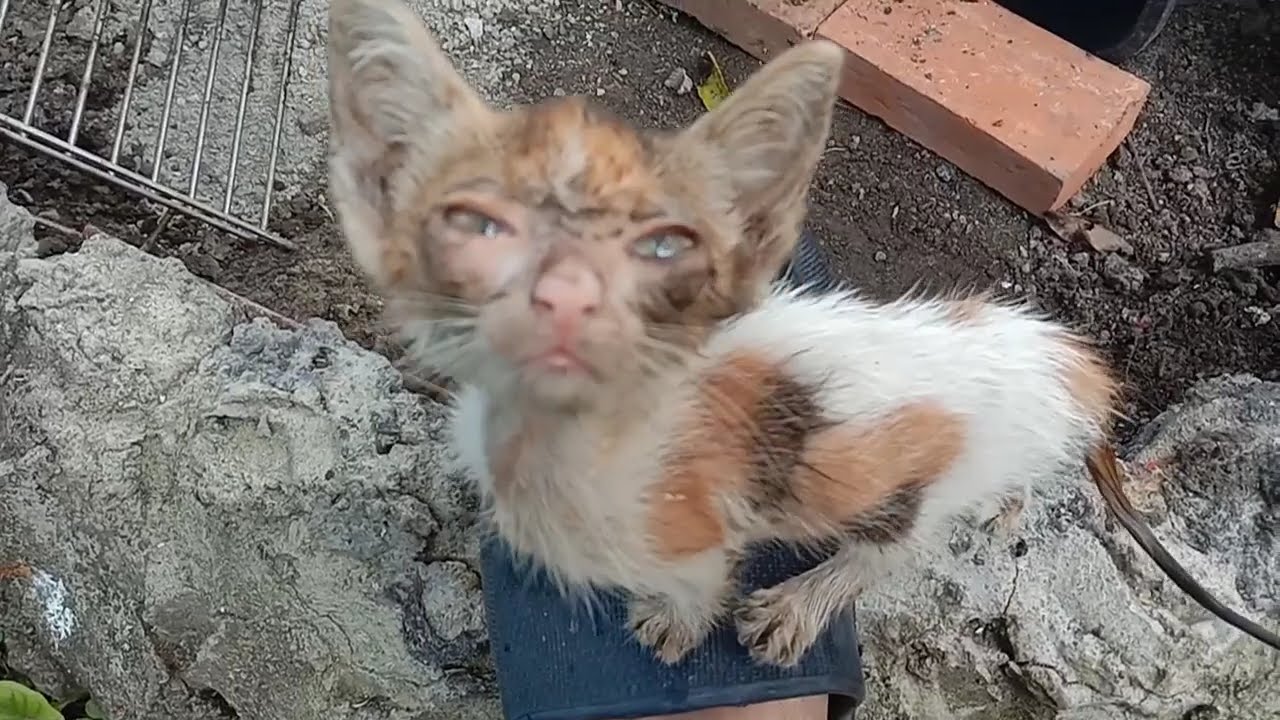 Pitiful and Sad Kitten Rescue. She was doing so good, but then... #stray cats #rescue cats
