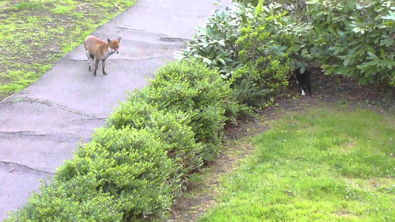Fox and cat playing hide and seek