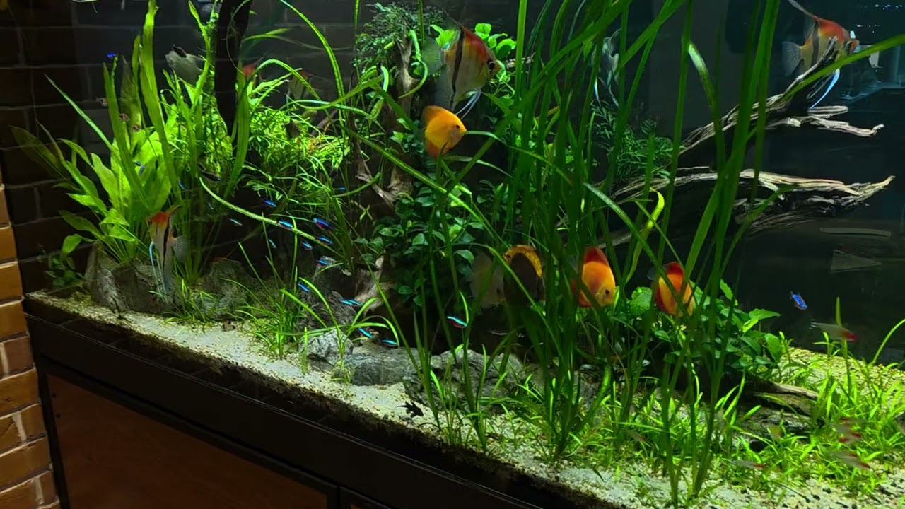 Paletki w akwarium dzień 4. Czas decyzji