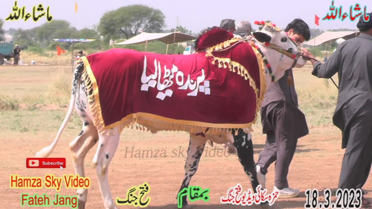 Bull Race Fateh Jang  Part 2 18.3.2023