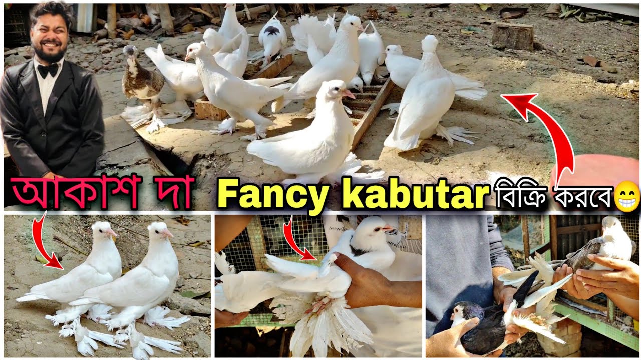 আকাশ দা Fancy kabutar বিক্রি করবে🔥শুধু লোটন আর লোটন😲#myworld #petsvlog
