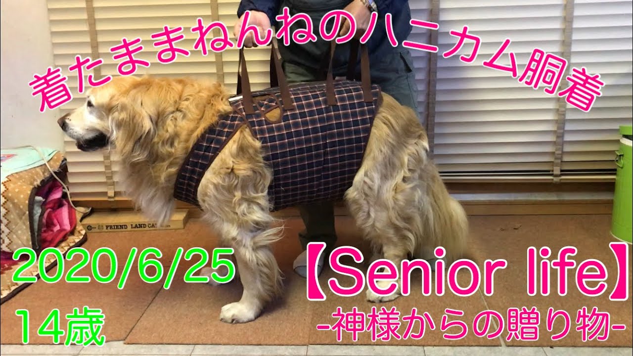 【Senior life】老犬介護　補助胴着