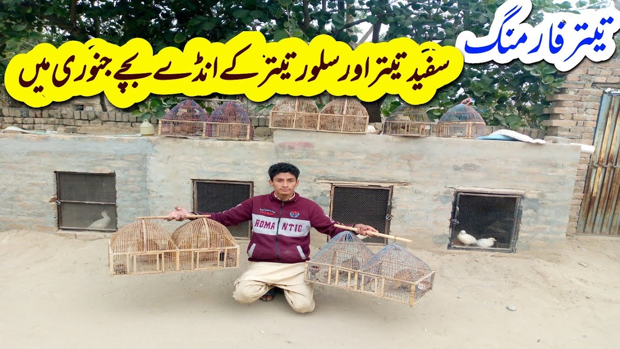 White teetar silver teetar irani teetar farming || teetar breeding ایرانی سفید تیتر سلور تیتر فارمنگ
