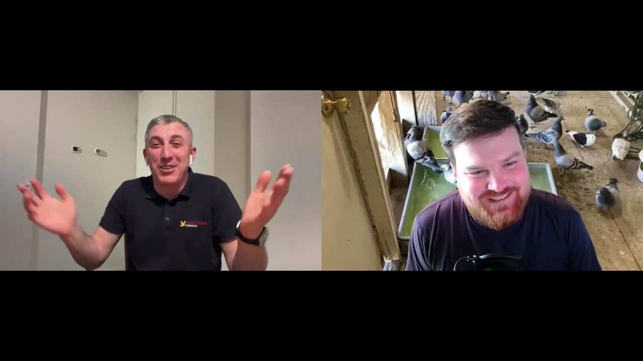 Silviu Glodeanu- Hooymans Pigeons- Netherlands