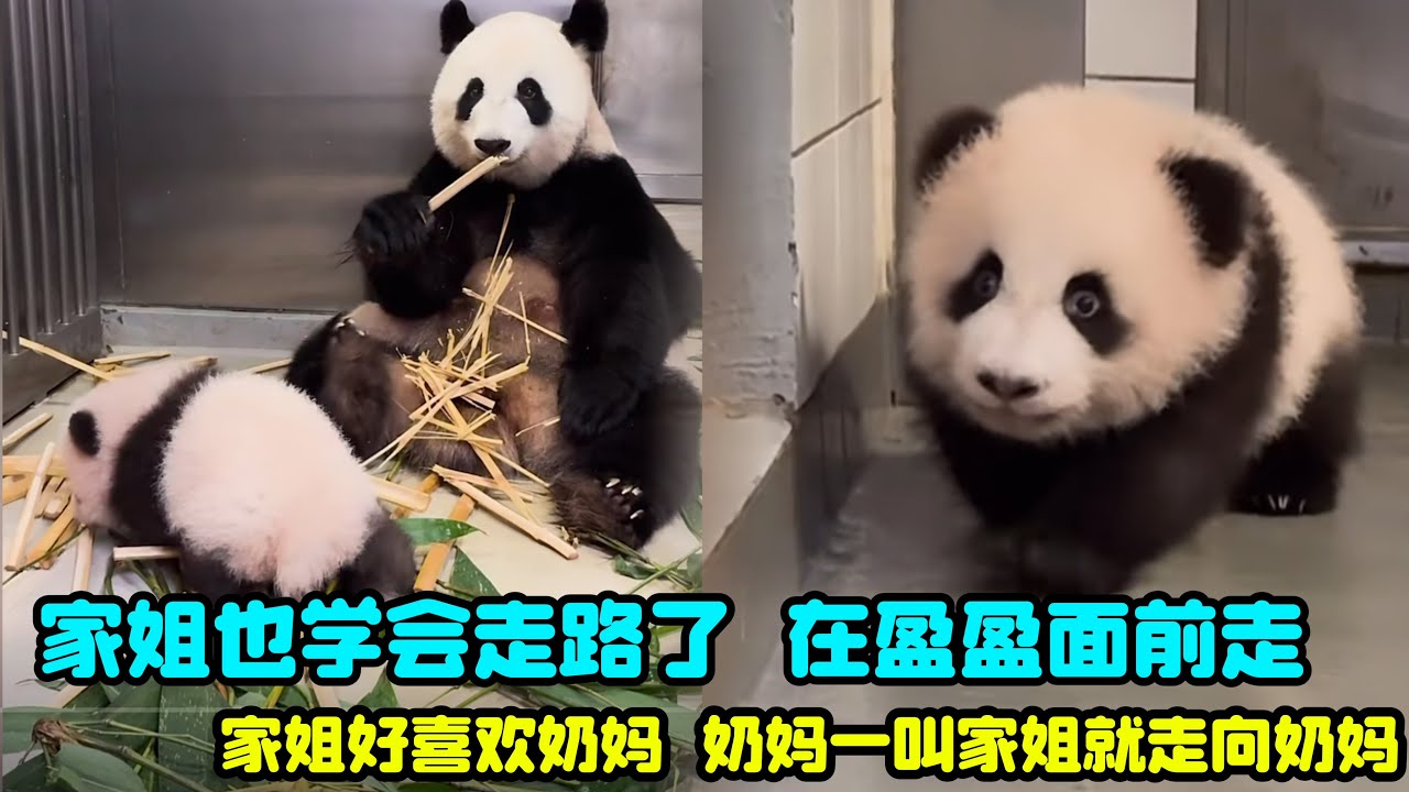 12月28日家姐学会走路了，盈盈坐在后面淡定吃竹子