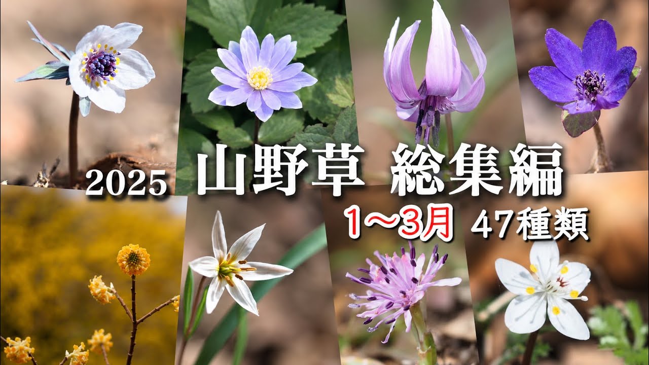 【山野草・高山植物】総集編① 初春47種類
