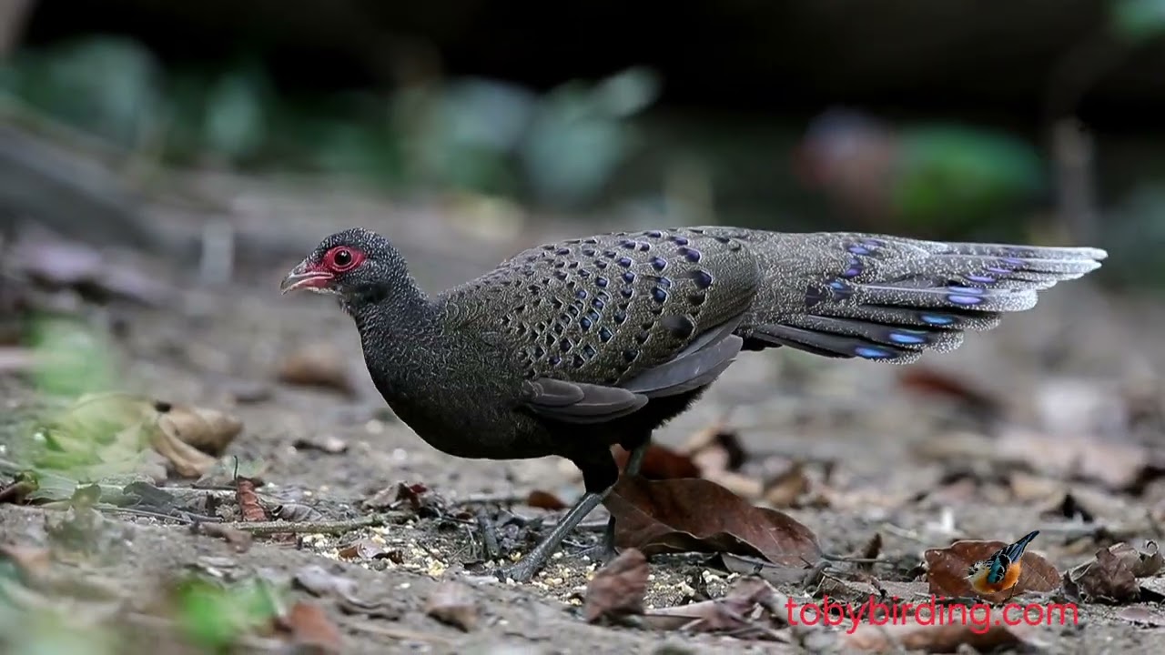 GERMAIN'S PEACOCK PHEASANT @VIETNAM-BIRD-MAN 