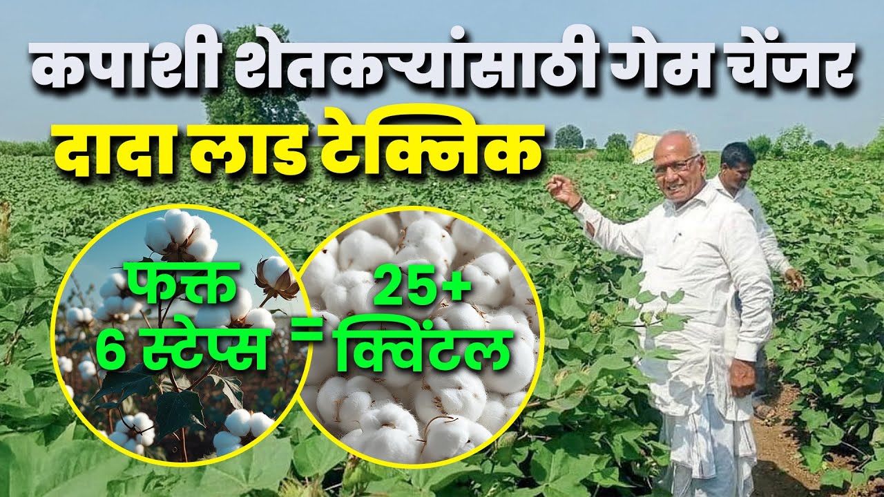 दादा लाड = जास्त उत्पादन 🌱 सत्य की फसवणूक? cotton farming l agrostar l दादा लाड कापूस तंत्रज्ञान l