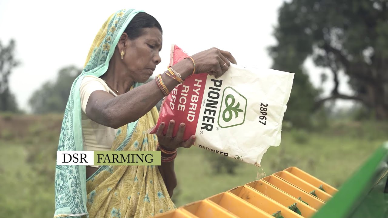 Direct Seeded Rice in Central India